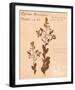 Common Meadowsweet-H^ T^ Shores-Framed Giclee Print