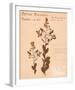 Common Meadowsweet-H^ T^ Shores-Framed Giclee Print