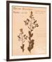 Common Meadowsweet-H^ T^ Shores-Framed Giclee Print