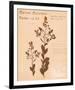 Common Meadowsweet-H^ T^ Shores-Framed Giclee Print