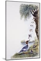 Common Merganser or Goosander Chicks Throw Themselves from Nest Attracted by Mother Call (Mergus Me-null-Mounted Giclee Print