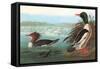 Common Merganser-John James Audubon-Framed Stretched Canvas