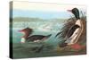 Common Merganser-John James Audubon-Stretched Canvas