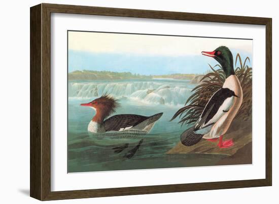 Common Merganser-John James Audubon-Framed Art Print