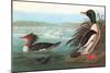 Common Merganser-John James Audubon-Mounted Art Print