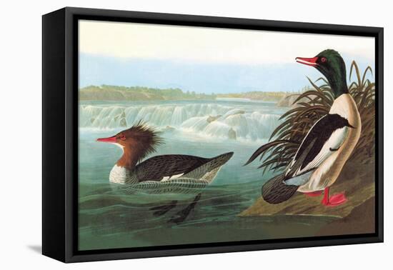 Common Merganser-John James Audubon-Framed Stretched Canvas