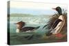 Common Merganser-John James Audubon-Stretched Canvas