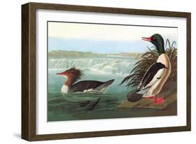 Common Merganser-John James Audubon-Framed Art Print