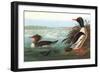 Common Merganser-John James Audubon-Framed Art Print