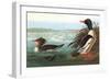 Common Merganser-John James Audubon-Framed Art Print