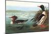 Common Merganser-John James Audubon-Mounted Art Print