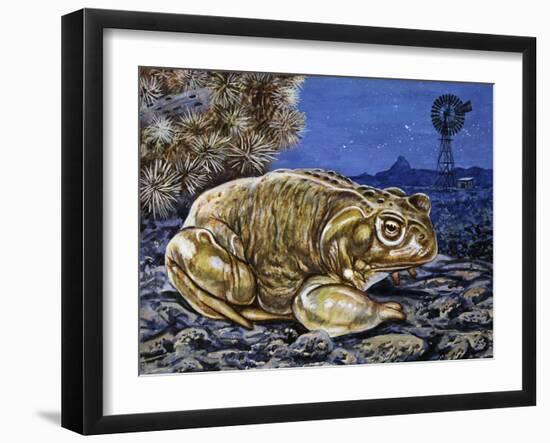 Common Midwife Toad (Alytes Obstetricans), Alytidae, Drawing-null-Framed Giclee Print