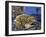 Common Midwife Toad (Alytes Obstetricans), Alytidae, Drawing-null-Framed Giclee Print