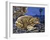 Common Midwife Toad (Alytes Obstetricans), Alytidae, Drawing-null-Framed Giclee Print