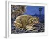 Common Midwife Toad (Alytes Obstetricans), Alytidae, Drawing-null-Framed Giclee Print