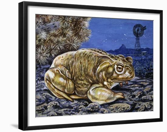 Common Midwife Toad (Alytes Obstetricans), Alytidae, Drawing-null-Framed Giclee Print