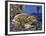 Common Midwife Toad (Alytes Obstetricans), Alytidae, Drawing-null-Framed Giclee Print
