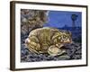 Common Midwife Toad (Alytes Obstetricans), Alytidae, Drawing-null-Framed Giclee Print