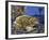 Common Midwife Toad (Alytes Obstetricans), Alytidae, Drawing-null-Framed Giclee Print