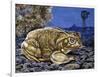 Common Midwife Toad (Alytes Obstetricans), Alytidae, Drawing-null-Framed Premium Giclee Print