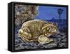 Common Midwife Toad (Alytes Obstetricans), Alytidae, Drawing-null-Framed Stretched Canvas