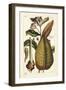 Common Milkweed, Asclepias Syriaca-The Younger Dupin-Framed Giclee Print