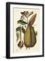 Common Milkweed, Asclepias Syriaca-The Younger Dupin-Framed Giclee Print