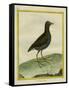 Common Moorhen-Georges-Louis Buffon-Framed Stretched Canvas