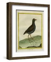 Common Moorhen-Georges-Louis Buffon-Framed Giclee Print