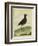 Common Moorhen-Georges-Louis Buffon-Framed Giclee Print