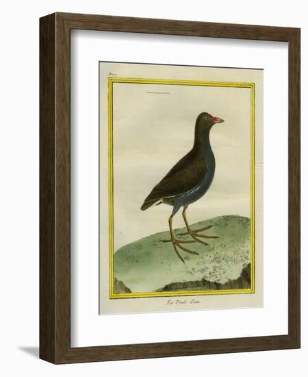 Common Moorhen-Georges-Louis Buffon-Framed Giclee Print