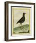 Common Moorhen-Georges-Louis Buffon-Framed Giclee Print