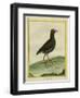 Common Moorhen-Georges-Louis Buffon-Framed Giclee Print