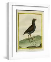 Common Moorhen-Georges-Louis Buffon-Framed Giclee Print