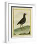 Common Moorhen-Georges-Louis Buffon-Framed Giclee Print