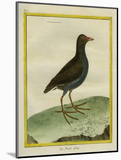 Common Moorhen-Georges-Louis Buffon-Mounted Giclee Print