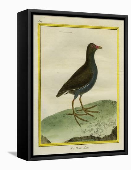 Common Moorhen-Georges-Louis Buffon-Framed Stretched Canvas