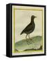 Common Moorhen-Georges-Louis Buffon-Framed Stretched Canvas