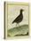 Common Moorhen-Georges-Louis Buffon-Stretched Canvas