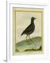 Common Moorhen-Georges-Louis Buffon-Framed Giclee Print