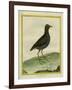 Common Moorhen-Georges-Louis Buffon-Framed Giclee Print