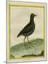 Common Moorhen-Georges-Louis Buffon-Mounted Giclee Print