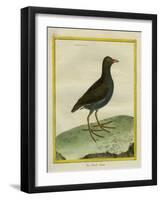 Common Moorhen-Georges-Louis Buffon-Framed Giclee Print