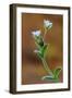 Common mouse-ear chickweed in flower, Dorset, UK-Colin Varndell-Framed Photographic Print