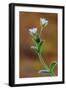 Common mouse-ear chickweed in flower, Dorset, UK-Colin Varndell-Framed Photographic Print