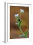 Common mouse-ear chickweed in flower, Dorset, UK-Colin Varndell-Framed Photographic Print