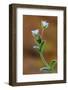 Common mouse-ear chickweed in flower, Dorset, UK-Colin Varndell-Framed Photographic Print