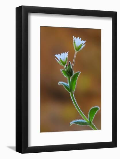 Common mouse-ear chickweed in flower, Dorset, UK-Colin Varndell-Framed Photographic Print