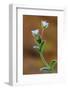 Common mouse-ear chickweed in flower, Dorset, UK-Colin Varndell-Framed Photographic Print