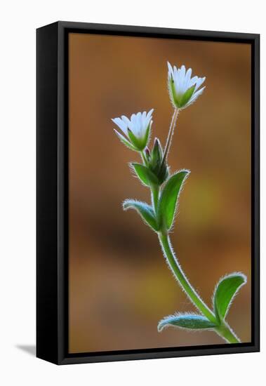 Common mouse-ear chickweed in flower, Dorset, UK-Colin Varndell-Framed Stretched Canvas